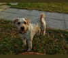 Photo of Hazel, a Soft Coated Wheaten Terrier  in Sarnia, ON, Canada