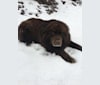 Rosey, a Newfoundland and Siberian Husky mix tested with EmbarkVet.com