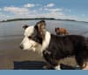 Marvin, an Australian Shepherd and Australian Cattle Dog mix tested with EmbarkVet.com