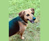 Molly Belle, a Rat Terrier and American Foxhound mix tested with EmbarkVet.com