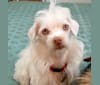 Elf, a Chihuahua and Poodle (Small) mix tested with EmbarkVet.com