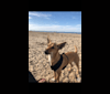 Nina, an Australian Cattle Dog and German Shepherd Dog mix tested with EmbarkVet.com