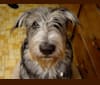 Toby, a German Shepherd Dog and Shetland Sheepdog mix tested with EmbarkVet.com