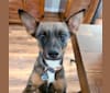 Photo of Afton, an Australian Cattle Dog and Chihuahua mix in Laredo, Texas, USA