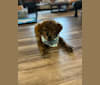 Rudder, a Labrador Retriever and Chow Chow mix tested with EmbarkVet.com