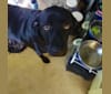 JACK, a Labrador Retriever and Boxer mix tested with EmbarkVet.com