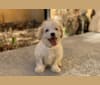 Photo of Milo, a Poodle (Small), Cocker Spaniel, Pekingese, and Mixed mix in Santa Monica, California, USA