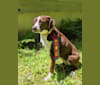 Rayna, an American Pit Bull Terrier and Mountain Cur mix tested with EmbarkVet.com