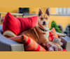 Bodhi, a Carolina Dog tested with EmbarkVet.com