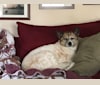 Bella, an Arabian Village Dog tested with EmbarkVet.com