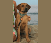 Hurley, a Rottweiler and Labrador Retriever mix tested with EmbarkVet.com