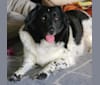 Bonnie, a Labrador Retriever and Cocker Spaniel mix tested with EmbarkVet.com