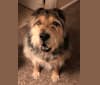 Photo of Rusty, a Chinese Shar-Pei and Chow Chow mix in Aurora, Colorado, USA