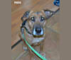 Fredo, a German Shepherd Dog and Bullmastiff mix tested with EmbarkVet.com