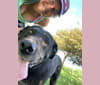 Gus, a Labrador Retriever and German Shepherd Dog mix tested with EmbarkVet.com