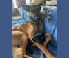 Mowgli, a German Shepherd Dog and Belgian Malinois mix tested with EmbarkVet.com