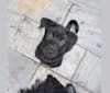 Ohana, a Hong Kong Village Dog tested with EmbarkVet.com
