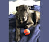 Tiga, an American Pit Bull Terrier and Siberian Husky mix tested with EmbarkVet.com