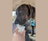 Himbo Homunculus, a Bluetick Coonhound and American Bulldog mix tested with EmbarkVet.com