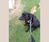 Patchouli, a Labrador Retriever and Treeing Walker Coonhound mix tested with EmbarkVet.com