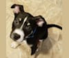 Photo of Loki, an American Pit Bull Terrier, German Shepherd Dog, and American Staffordshire Terrier mix in Texas, USA