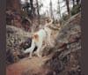 Photo of Atlas, an Australian Cattle Dog, German Shepherd Dog, Labrador Retriever, Great Pyrenees, Miniature Schnauzer, and Mixed mix in Midland, Texas, USA
