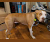 Ranger, a Staffordshire Terrier and Bullmastiff mix tested with EmbarkVet.com