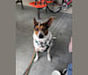 Sadie, an Australian Cattle Dog and Border Collie mix tested with EmbarkVet.com