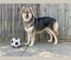 Photo of Turbo, a Siberian Husky and German Shepherd Dog mix in Grand Rapids, MI, USA