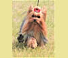 GiGi, a Yorkshire Terrier tested with EmbarkVet.com