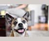 Bailey, a Boston Terrier and Russell-type Terrier mix tested with EmbarkVet.com
