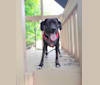 Quinn, a Golden Retriever and Boston Terrier mix tested with EmbarkVet.com