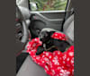 Doby, an Australian Cattle Dog and Miniature Pinscher mix tested with EmbarkVet.com