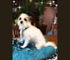 Remi Malta Hardinger, a Chihuahua and Maltese mix tested with EmbarkVet.com