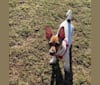 Tigger, a Chihuahua and Miniature Pinscher mix tested with EmbarkVet.com