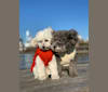 Madge, a Poodle (Small) tested with EmbarkVet.com