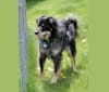 Blue, an Australian Cattle Dog and German Shepherd Dog mix tested with EmbarkVet.com
