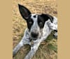 Photo of Tad, an Australian Cattle Dog, German Shepherd Dog, Siberian Husky, and Mixed mix in Pine Ridge, South Dakota, USA