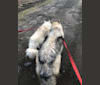 Chewbacca a dog tested with EmbarkVet.com