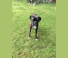 Murray, a Boxer tested with EmbarkVet.com