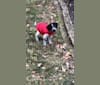 Gilligan, a Beagle and Australian Cattle Dog mix tested with EmbarkVet.com