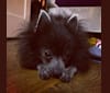 Bat Boy, a Pomeranian tested with EmbarkVet.com
