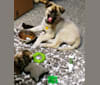 Loki, a Siberian Husky and German Shepherd Dog mix tested with EmbarkVet.com