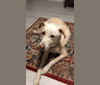 Photo of Milo, a Northern East African Village Dog mix in Tunis, Tunis, Tunisia