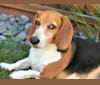 Mac, a Beagle and Basset Hound mix tested with EmbarkVet.com