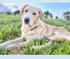 Photo of Thor, a Golden Retriever, Brittany, Siberian Husky, and Mixed mix in Arkansas, USA