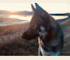 Timber, a German Shepherd Dog and Siberian Husky mix tested with EmbarkVet.com