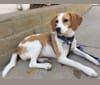 Lulu, a Beagle tested with EmbarkVet.com