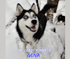 Gena, Gigi, a Pomsky tested with EmbarkVet.com