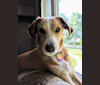 Chloe, a Treeing Walker Coonhound and Boxer mix tested with EmbarkVet.com